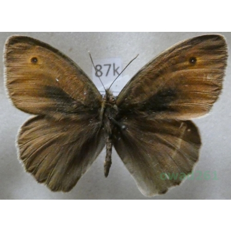 Maniola jurtina (Linnaeus, 1758) male Przestrojnik jurtina Turkey87k